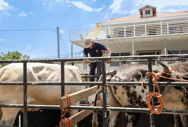 Refuerzan puntos de control en Usulután para evitar la proliferación del gusano barrenador-1