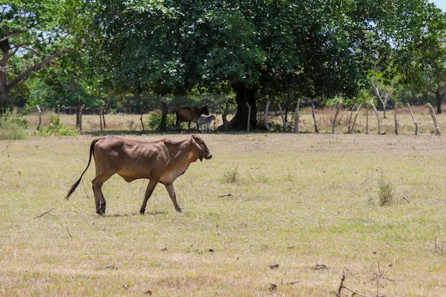 Prevención y curación del gusano barrenador_
