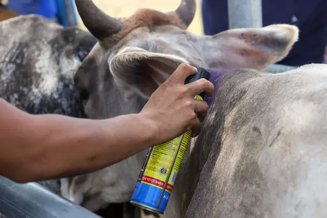 Intensifican jornadas de asistencia técnica para proteger a los bovinos del gusano barrenador