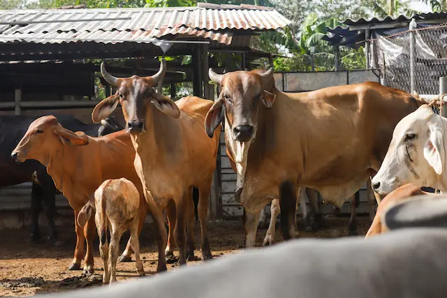 Ganado y mascotas desparasitación MAG