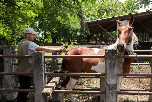 Zonas atendidas para fortalecer la salud animal ante el gusano barrenador