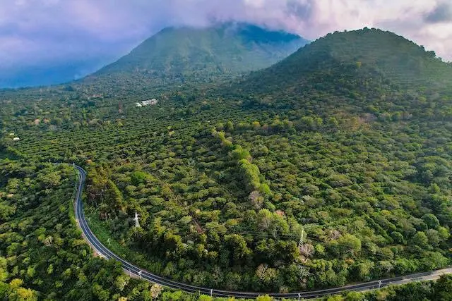 Cafetales El Salvador