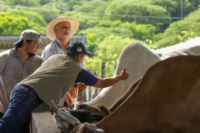 El MAG despliega brigadas veterinarias en chalatenango para combatir el gusano barrenador