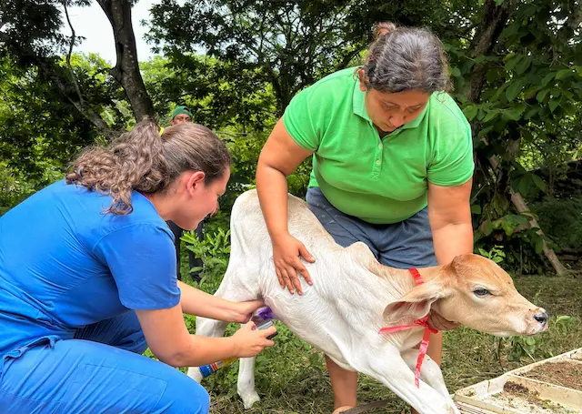 MAG Desparasitación gusano barrenador