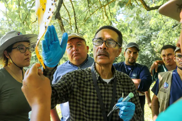 Trampeo de mosca Gusano Barrenador