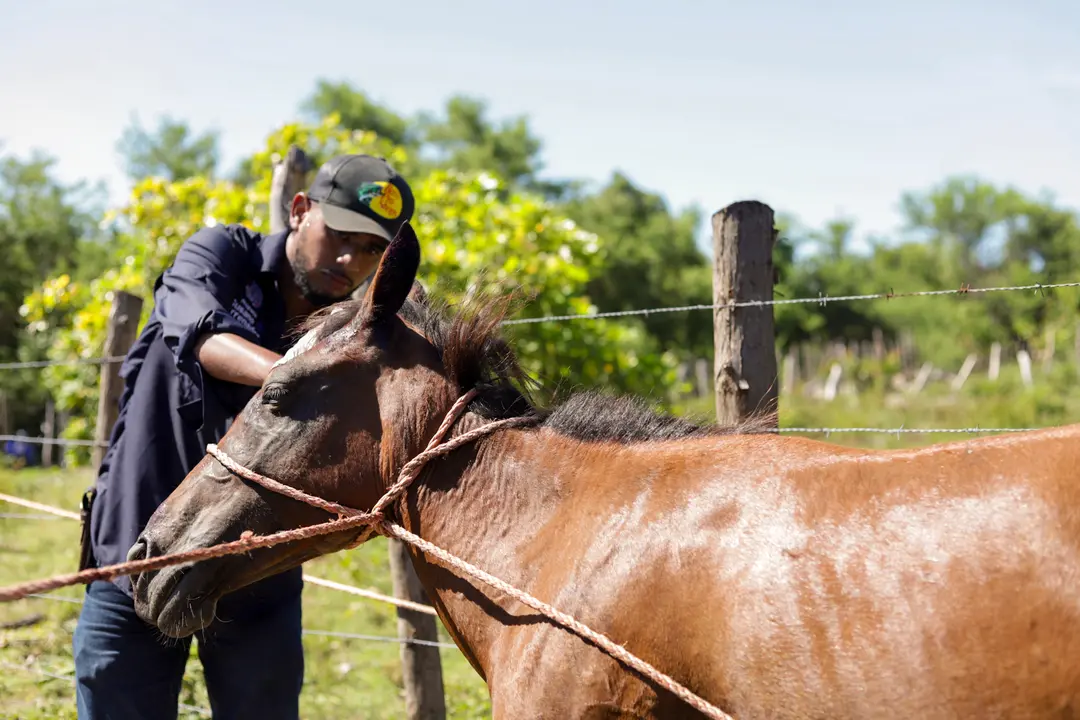 Brigadas veterinarias isla Tasajera gusano barrenador MAG