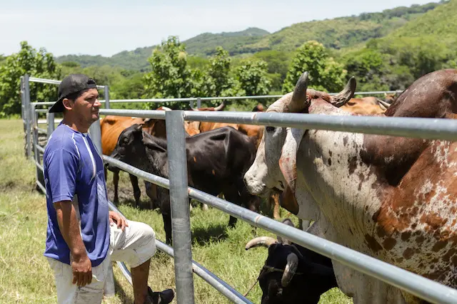 MAG gusano barrenador Nueva Concepción ganado