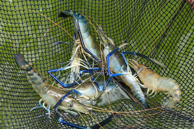 Camarón agua dulce