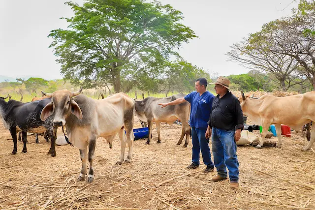 MAG Gusano Barrenador 1
