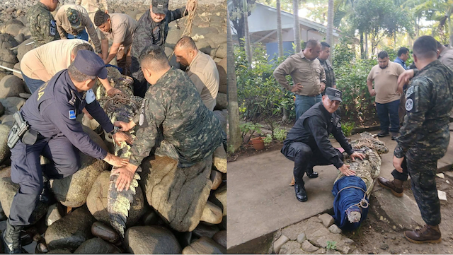 Cocodrilo en la playa Corte de Cuentas