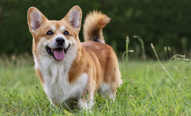 Corgi
