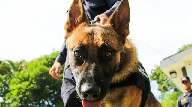 K-9 PNC