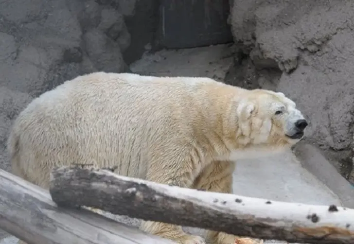 Arturo