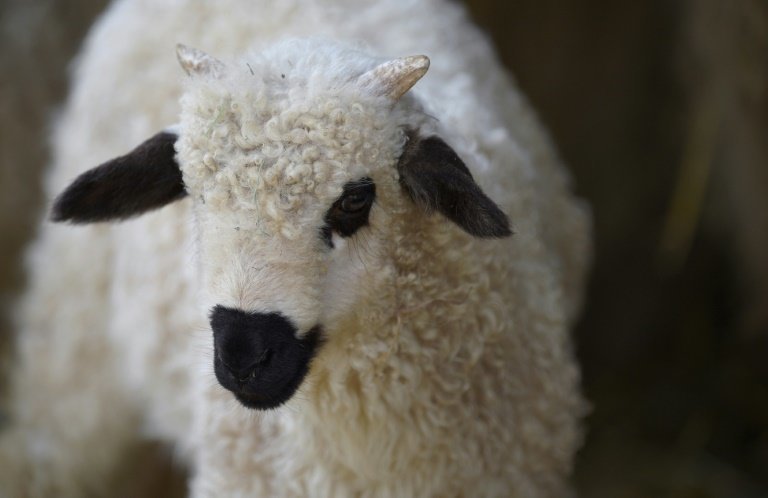 <p>Una oveja Thones et Marthod en Sainte-Croix en Rhodes, este de Francia, el 25 de mayo de 2016</p>