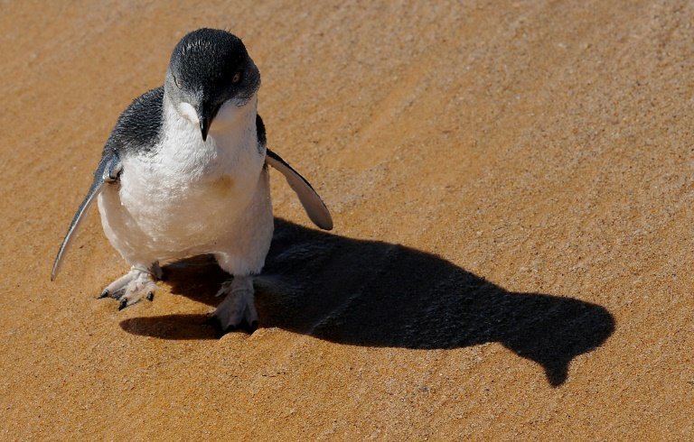 <p>Un pequeño pingüino en una playa de Sydney en Australia, el 20 de marzo de 2009</p>