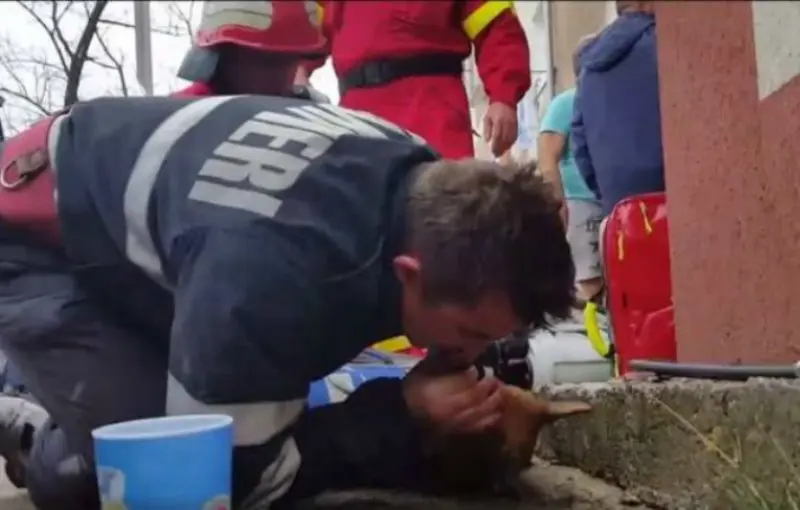 Bombero da respiración a perro