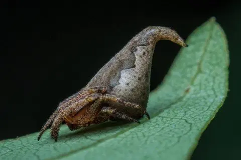Araña