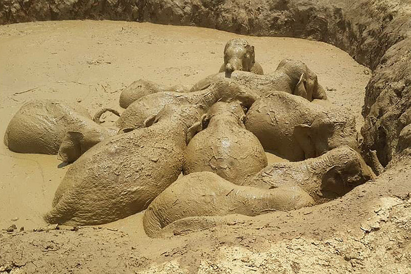 Elefantes rescatados de un cráter lleno de lodo en Camboya