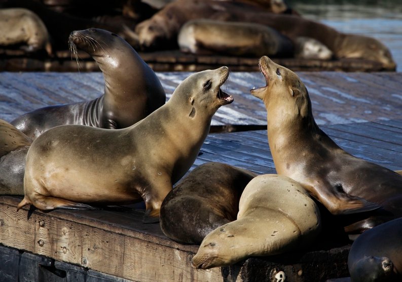 FILE - In this Oct. 15, 2010, file photo, sea lions bark at each other at Pier 39 in San Francisco. San Francisco authorities say, Friday, Dec. 15, 2017,  a second swimmer has been injured by a sea lion and that the cove where the attacks happened has been closed to swimmers. (AP Photo/Eric Risberg, File)