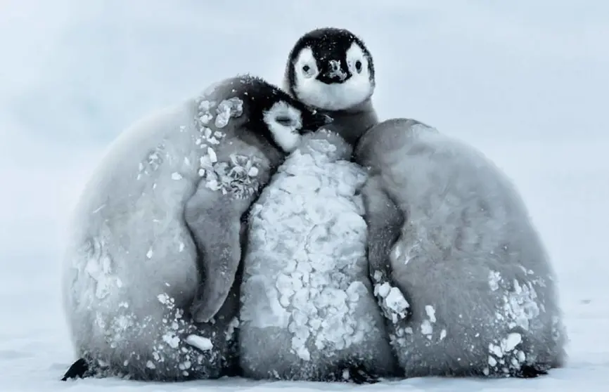 Pinguinos