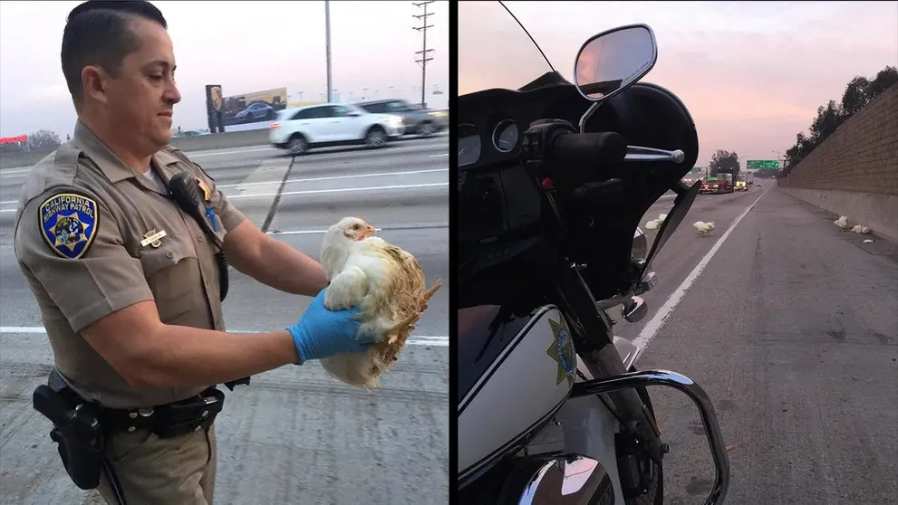 pollos en carretera