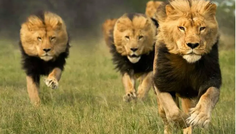 Leones
