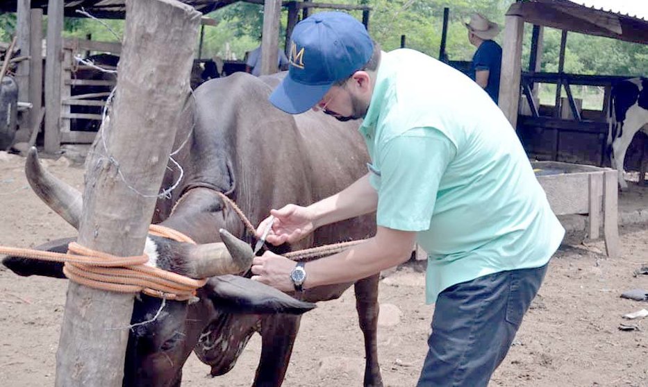Vacunación de ganado en Conchagua