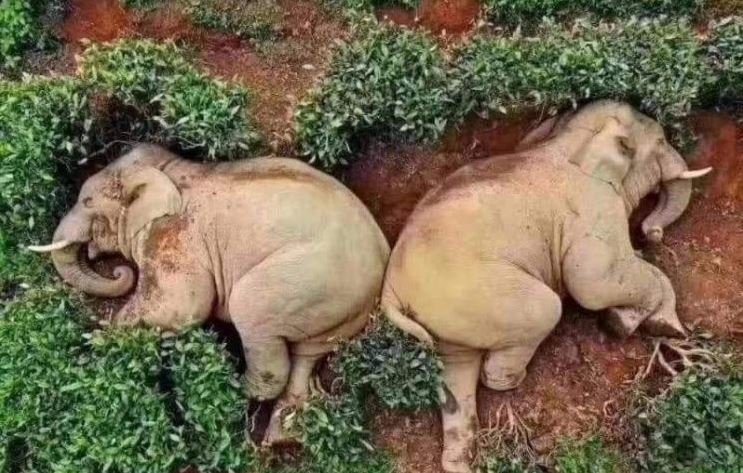 Elefantes dormidos