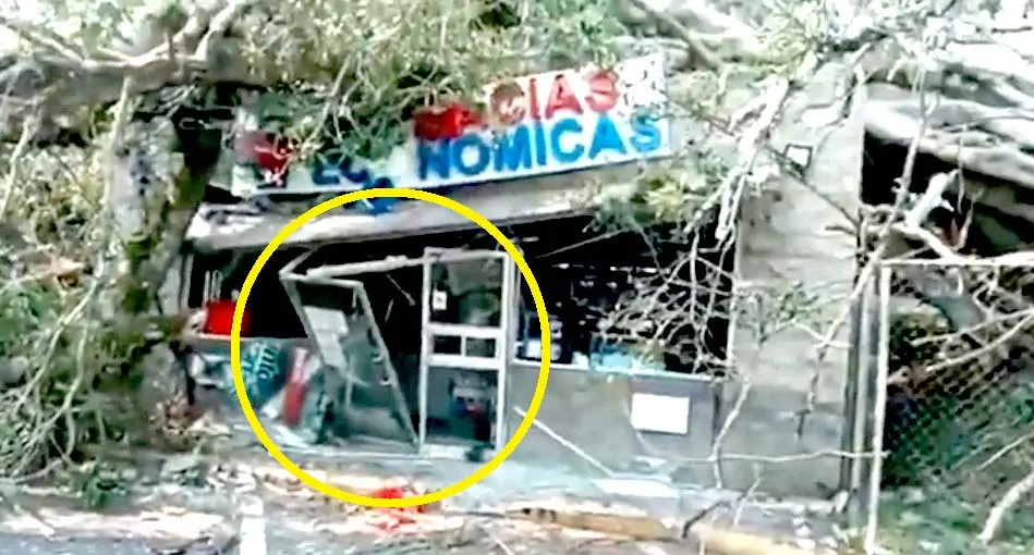 Farmacia destruida por caida de árbol 3