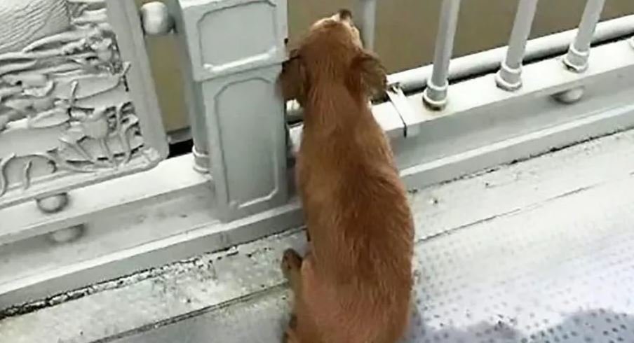 Perro espera a su dueño en puente