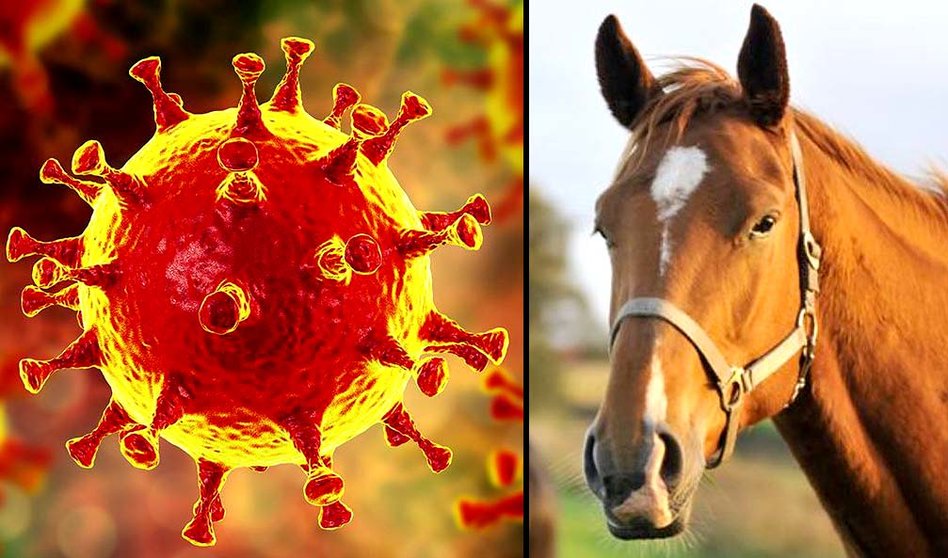 Caballo coronavirus