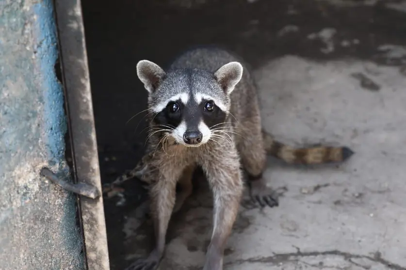Mapache de La Paz