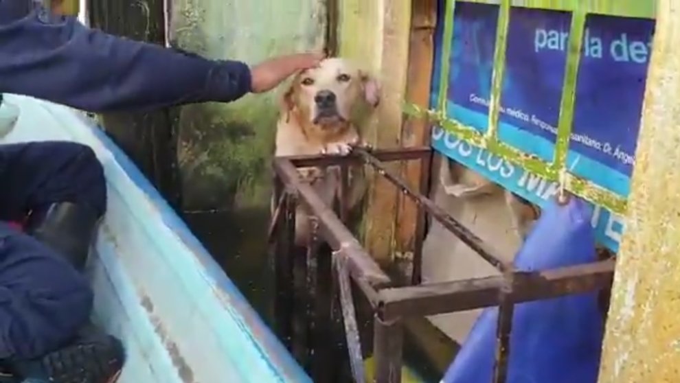 Perro rescatado en México