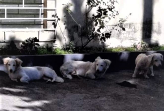 Tres perros abandonados