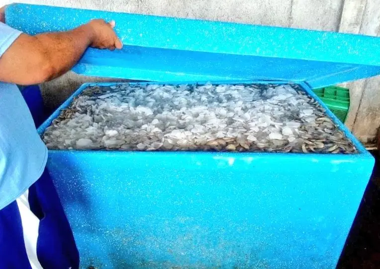 Camarón decomisado