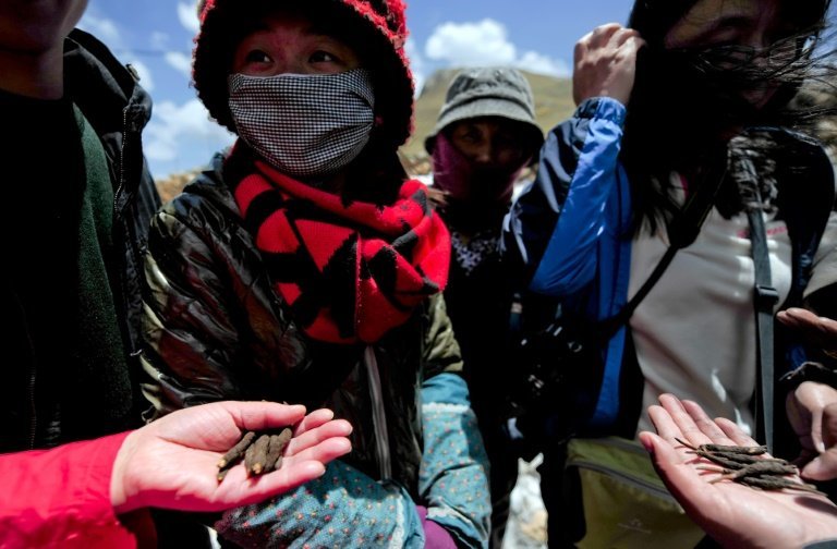 <p>Un grupo de personas muestra el hongo Cordyceps sinensis, conocido como el viagra del Himalaya, el 1 de junio de 2013 en Gannan, China</p>