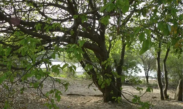 árbol de la muerte