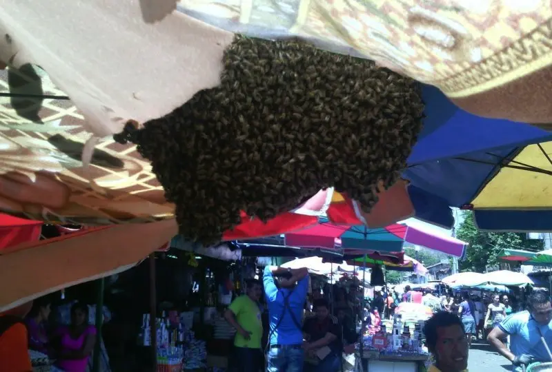 Enjambre de abejas