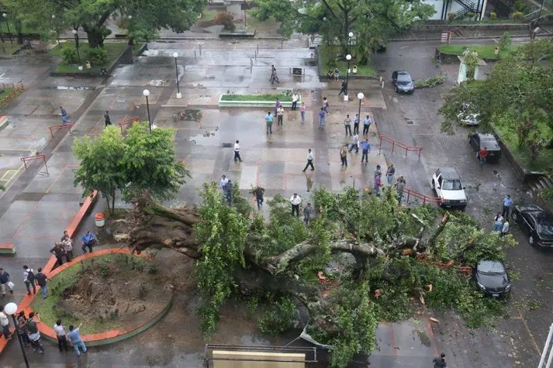 Arbol de amate caído