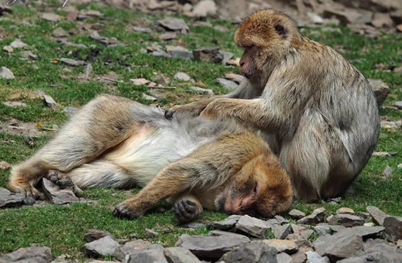 Mono Macaca Sylvanus
