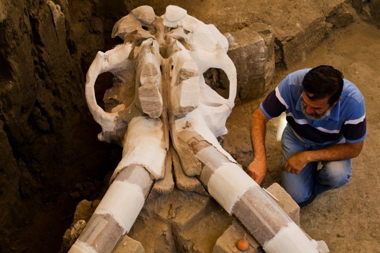 <p>El arqueólogo mexicano, Luis Córdoba, trabaja en el esqueleto de mamut hallado en diciembre de 2015 en Tultepec, el 24 de junio de 2016</p>