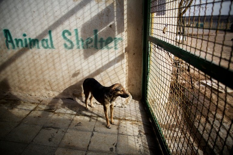 <p>Un perro en un refugio el 19 de febrero de 2016 en la ciudad de Hashtgerd, Irán</p>