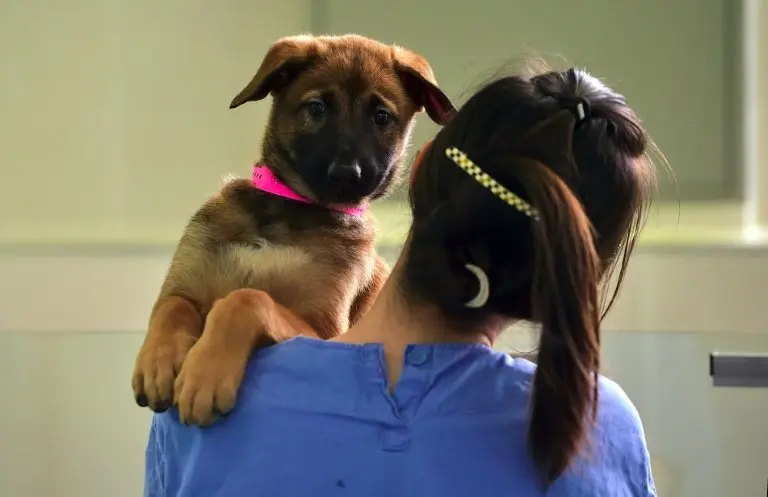 <p>Una investigadora surcoreana carga con un perro clonado en la Sooam Biotech Research Foundation, en Seúl, el 29 de junio de 2016</p>