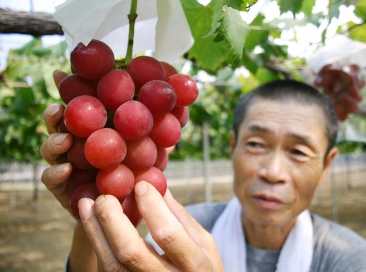 <p>Un agricultor japonés muestra un racimo de uvas de la variedad 'Ruby Roman' en sus viñedos en la ciudad de Kahoku, en el norte de Japón, el 11 de agosto de 2008</p>