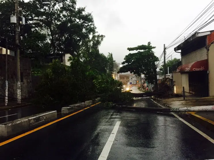 Árbol caído Ave Jerusalen_ Karla Rosales