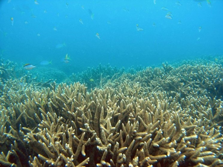 <p>La gran barrera de coral el 23 de abril de 2009</p>