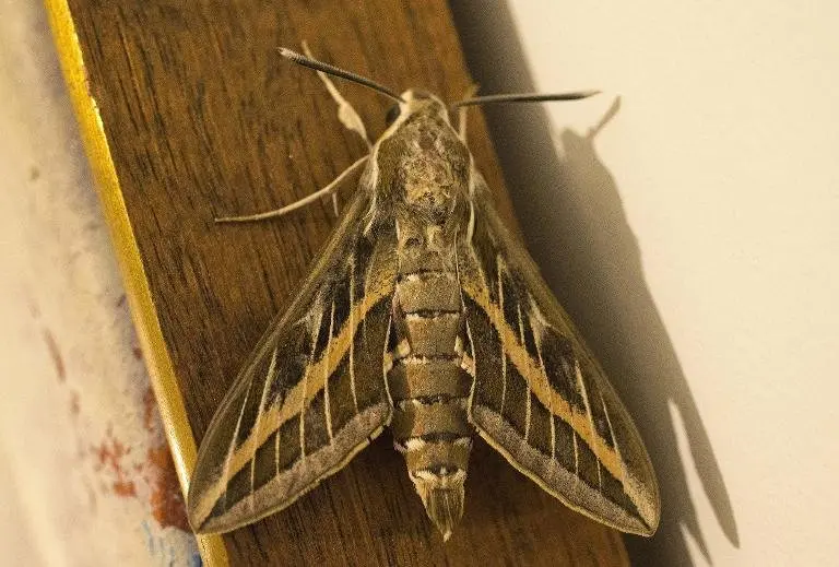 <p>Una polilla Hyles livornica o Esfinge rayada, fotografiada en Netanya (Israel), el 7 de abril de 2013</p>