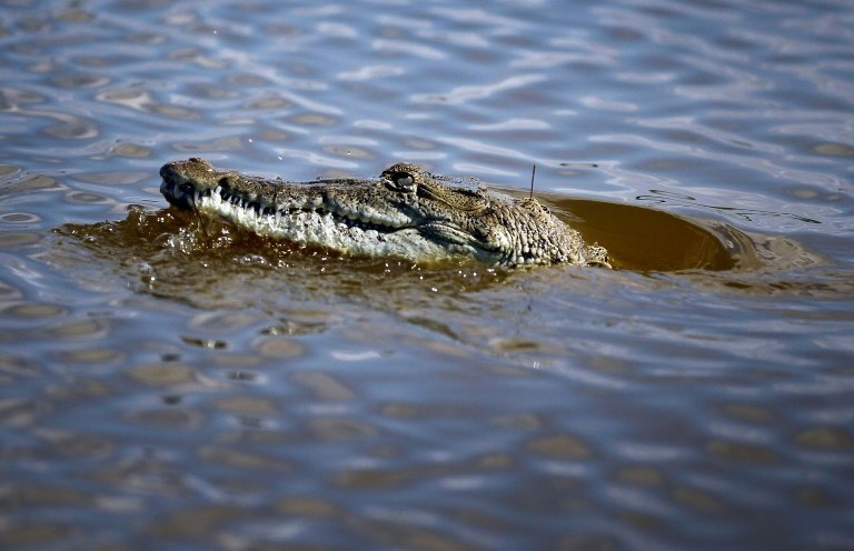 <p>Un cocodrilo el 28 de junio de 2012 en Florida</p>