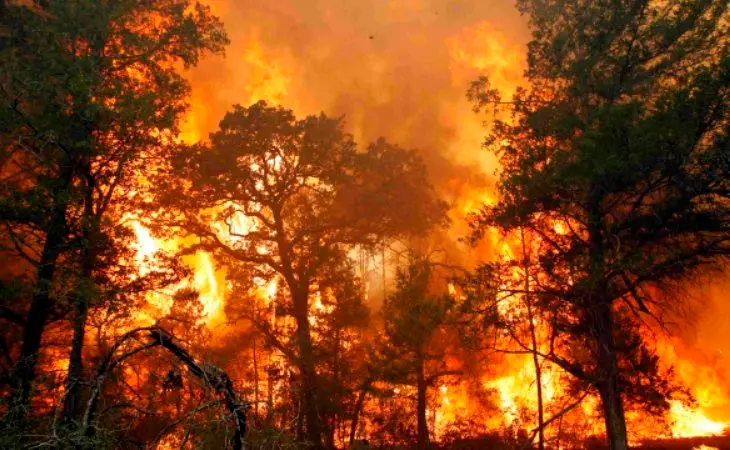 Incendio forestal