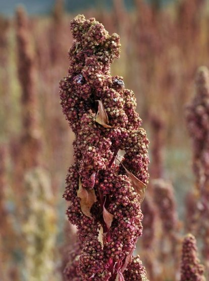 <p>Una plantación de quinua en Llica en Bolivia el 10 de marzo de 2013</p>